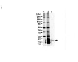 MilliporeSigma LINE-1 ORF1p Mouse anti-Human, Clone: 4H1 100 &mu;L;Unconjugated:Antibodies,
